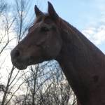 AnneFallon Profile Picture