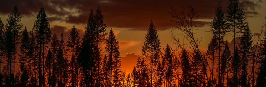 Jodi Stoddard Cover Image