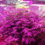 Derek Bollmann Profile Picture