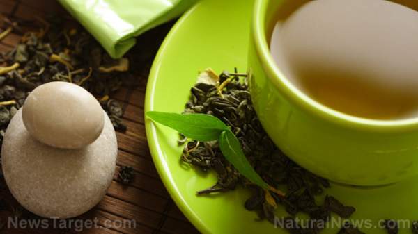 Antioxidant found in green tea could be the key to eliminating antibiotic resistant bacteria – NaturalNews.com