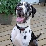 Julie Hamina Profile Picture