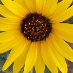Lori Parrott Profile Picture