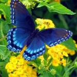 Bonnie Berrett Profile Picture