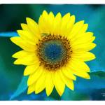 Kate Starrett Profile Picture
