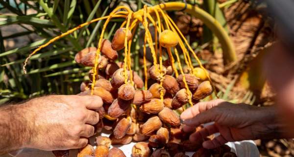 Date Seeds Unearthed From the Time of Jesus Are Revived, Adding Fruit to Jewish, Arab Unity