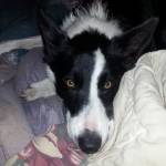 Wolfman Burnett Profile Picture