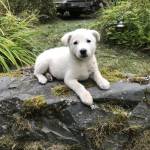 Chuck West Profile Picture