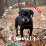 Donna Tobey Profile Picture