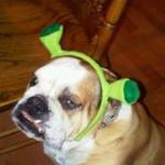 David Hayes Profile Picture