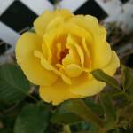 KATHY Dunn Profile Picture