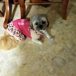 Barbara Thompson Profile Picture