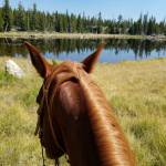 Kodiak Kaid Profile Picture