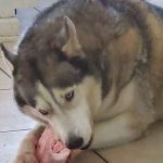 Rochelle McBride Profile Picture