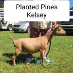 PlantedPines Profile Picture