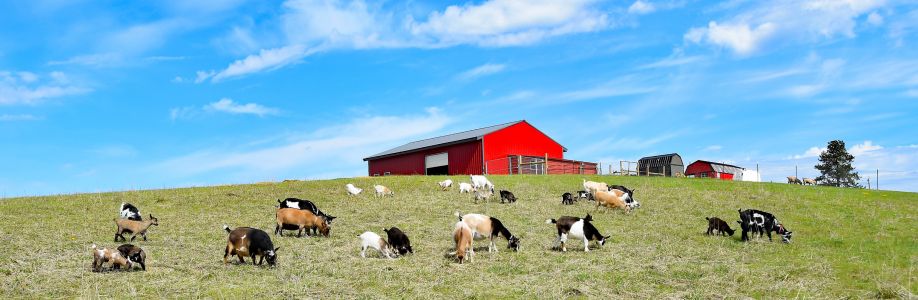 Wags Ranch Nigerian Dwarf Goats Cover Image