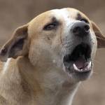 Barking Dog Profile Picture