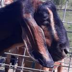 Eliya Profile Picture