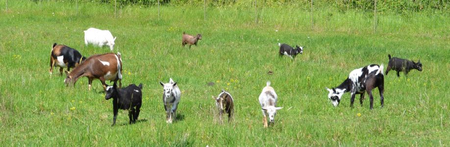 Nigerian Dwarf Dairy Goats Cover Image