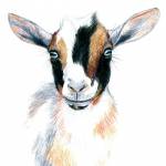 Wags Ranch Nigerian Dwarf Goats profile picture