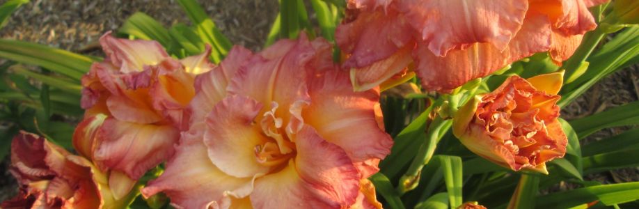 ALL THINGS DAYLILIES Cover Image