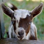 IDAHO - Nigerian Dwarf Goats profile picture