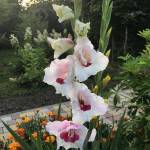 David Luis Profile Picture