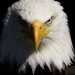 Angry Eagle Profile Picture