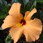 Patricia Barron Profile Picture