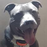 Bobby Gray Profile Picture