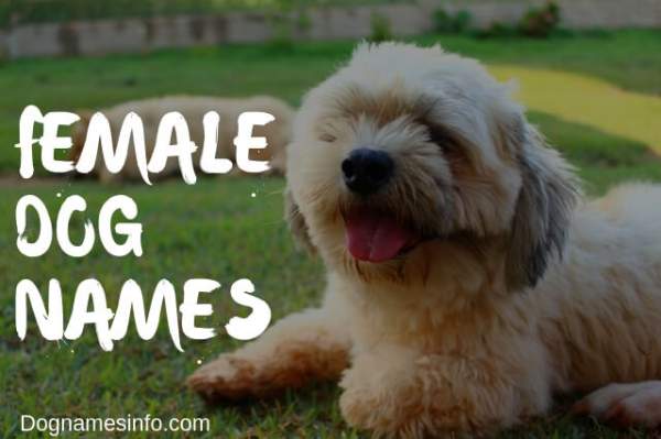 Female Dog Names 2020 - 250+ Unique Girl Puppy Names Ideas