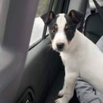 Shannon Wolf Profile Picture