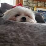 Maggie Cerv Profile Picture