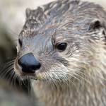 Otter Otter Profile Picture