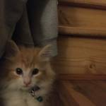 Diana Parks Profile Picture