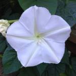 moonflower Profile Picture