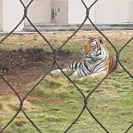 Jellybean Profile Picture