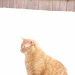 SharonChrist Profile Picture