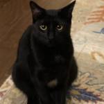 Lois Hensley McGhee Profile Picture