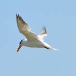 Charles Kendrix Profile Picture