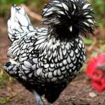 Theoausturian Profile Picture