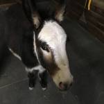 robert englis Profile Picture