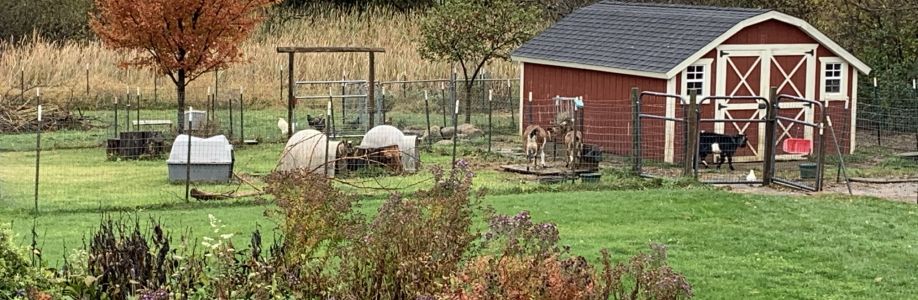 Lynda Shadd Cover Image