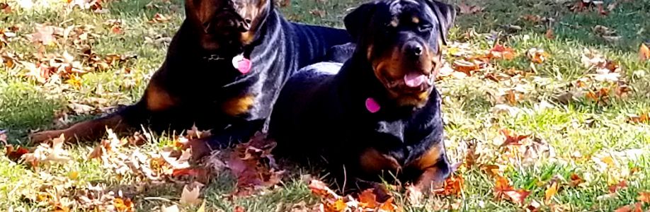 Lori Cooper Cover Image