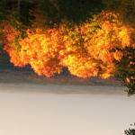 JeanGib Profile Picture