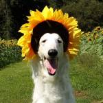 ferlinka Profile Picture