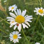 Jan Hooker Profile Picture