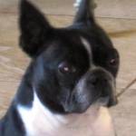 AKC Boston Terrier Lovers of Texas Profile Picture