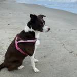 Jacqueline Quint Profile Picture