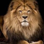 OcampLau Profile Picture