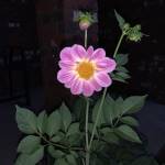 Keri Reeves Profile Picture